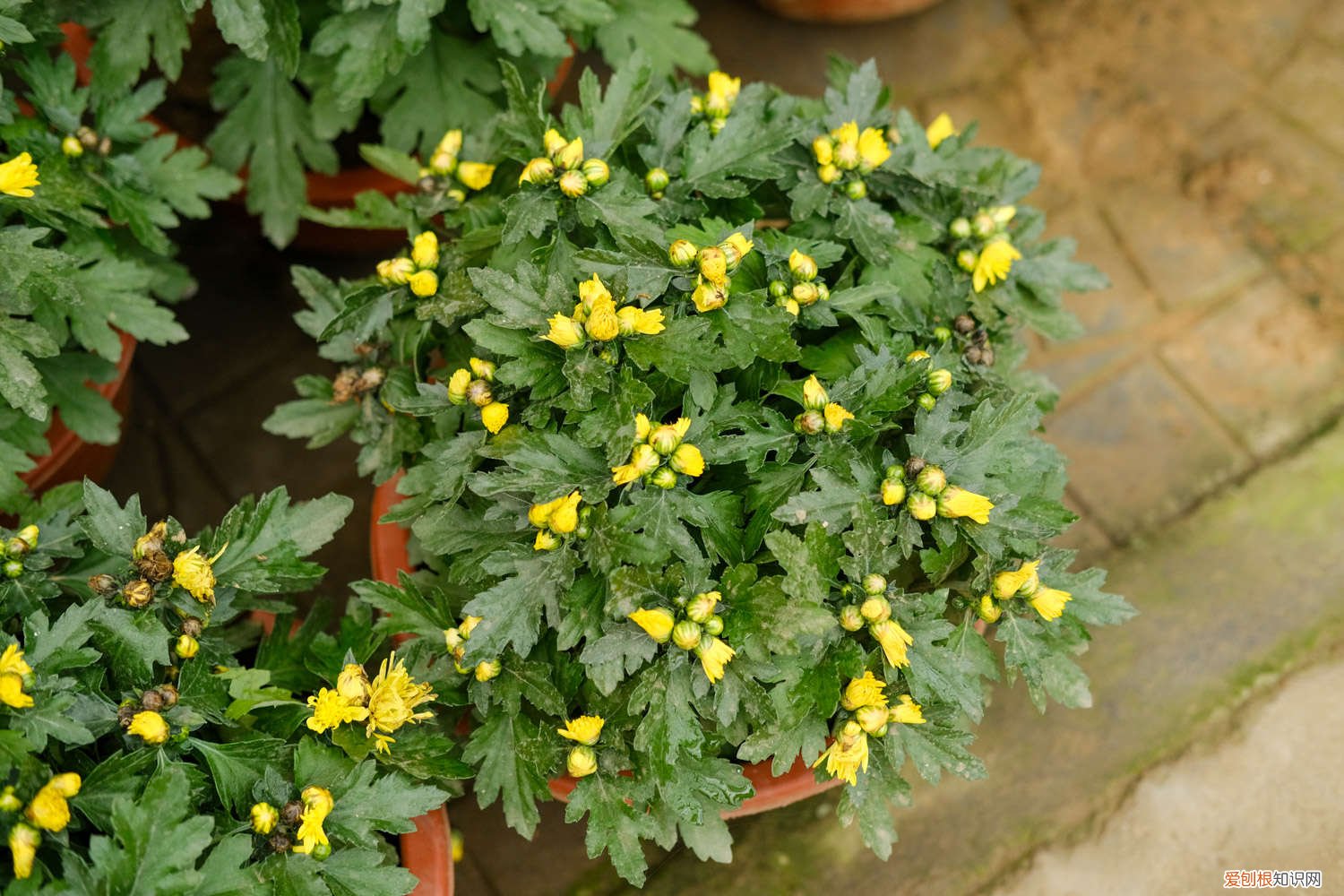 菊花黄叶怎么处理 菊花黄叶的原因和处理办法