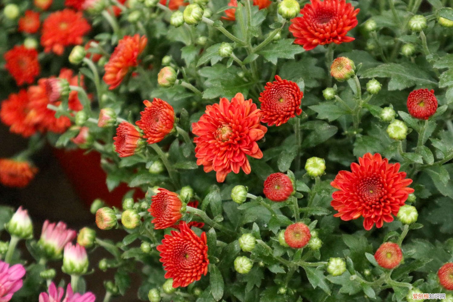 菊花黄叶怎么处理 菊花黄叶的原因和处理办法