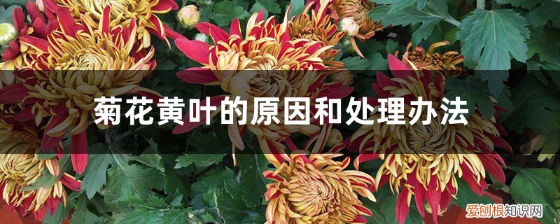 菊花黄叶怎么处理 菊花黄叶的原因和处理办法