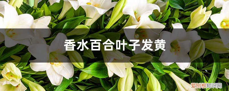 香水百合黄叶的原因和处理办法是什么 香水百合黄叶的原因和处理办法