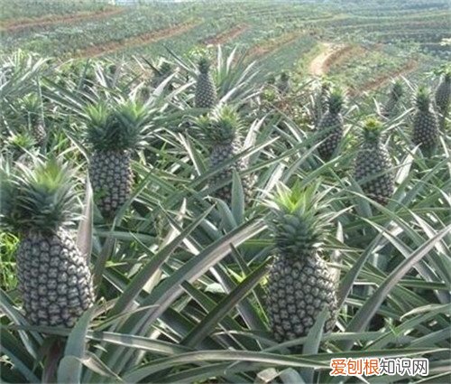 菠萝怎么长的 自己怎么种菠萝