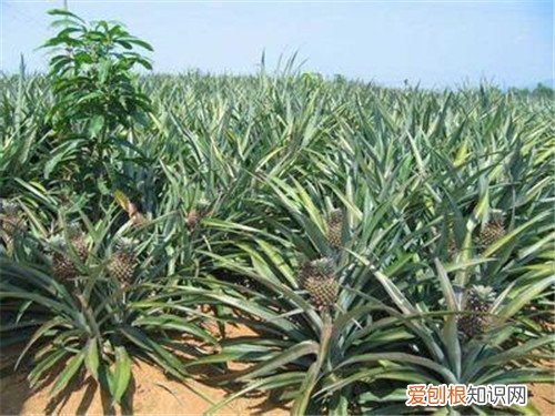菠萝怎么长的 自己怎么种菠萝
