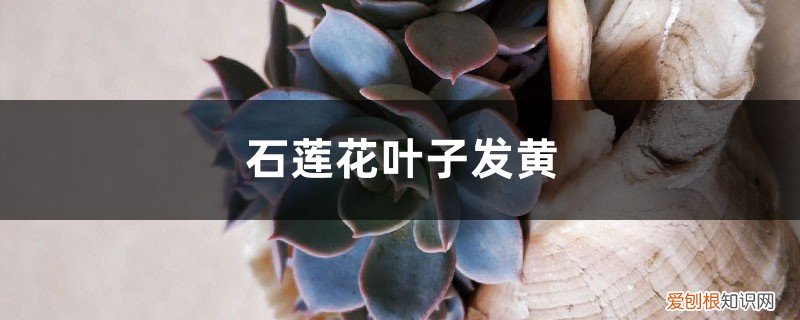 石莲花的叶子黄了怎么办 石莲花黄叶的原因和处理办法