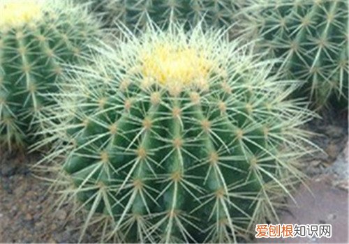 金虎仙人球会开花吗 如何养好金虎仙人球