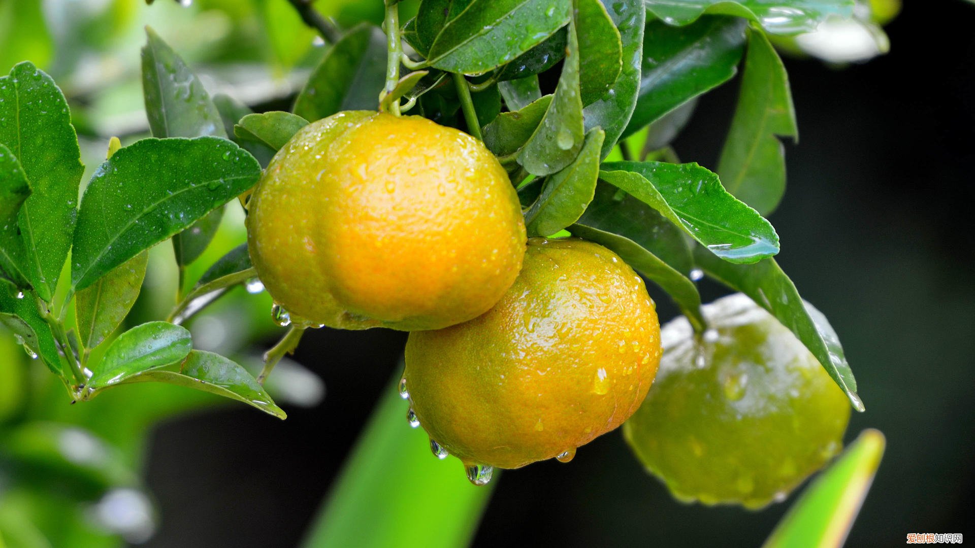 芦柑和橘子的区别 如何识别芦柑和橘子