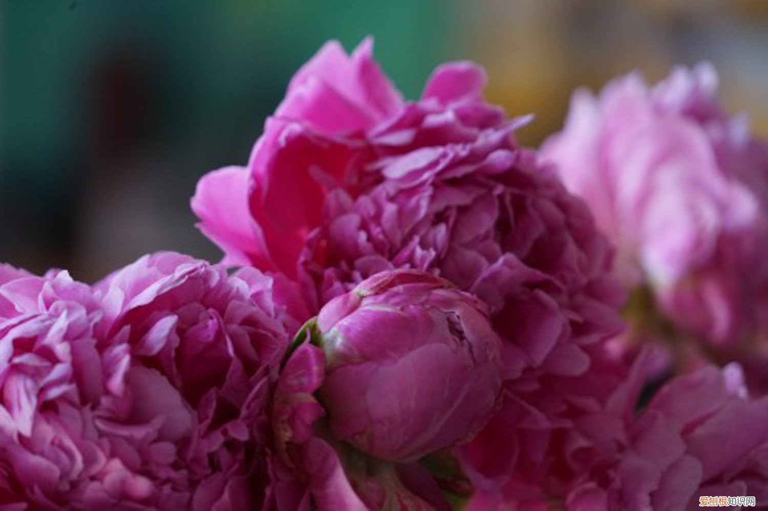 芍药叶子黄了是什么原因 芍药叶子发黄怎么回事，芍药叶子枯萎