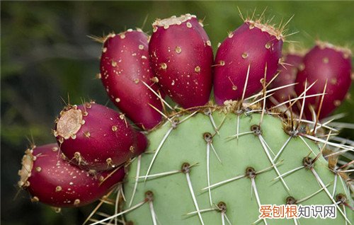 仙人掌果可以吃吗 哪些人不能吃仙人掌果