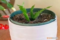 不能扦插的花 这5种花现在不扦插，明年也开不了花！