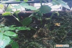 盆里放点这个，10年不换盆，照样蹭蹭长！