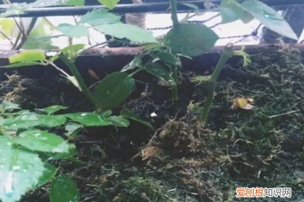 盆里放点这个，10年不换盆，照样蹭蹭长！