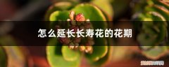 长寿花如何快速生长 怎么延长长寿花的花期