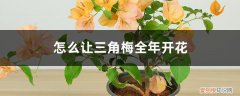 怎么让三角梅全年开花快 怎么让三角梅全年开花