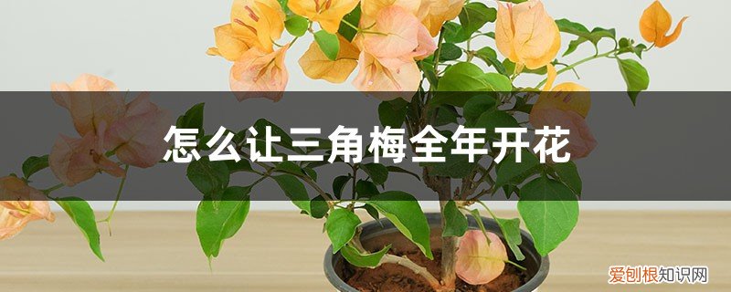 怎么让三角梅全年开花快 怎么让三角梅全年开花