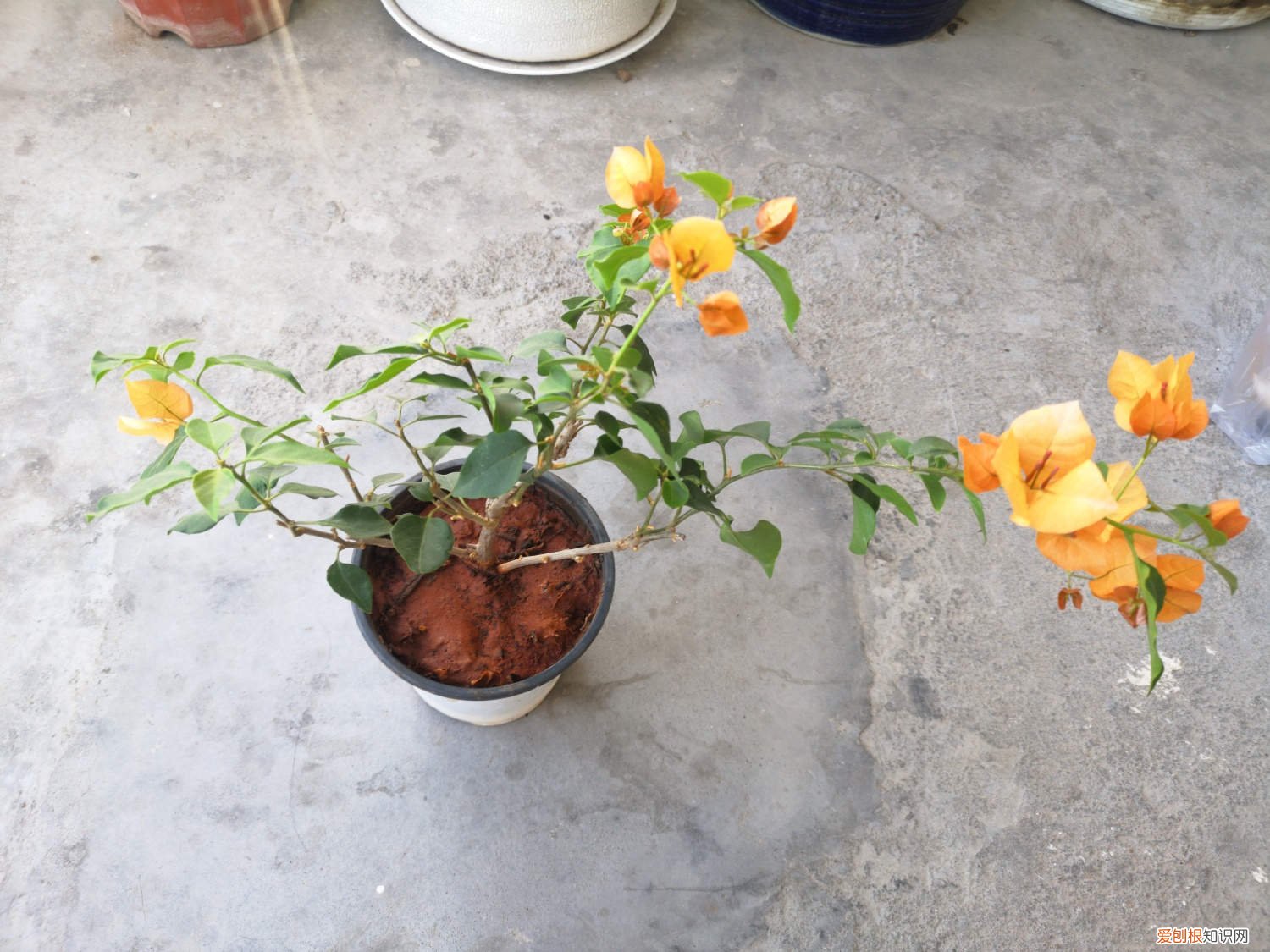 怎么让三角梅全年开花快 怎么让三角梅全年开花