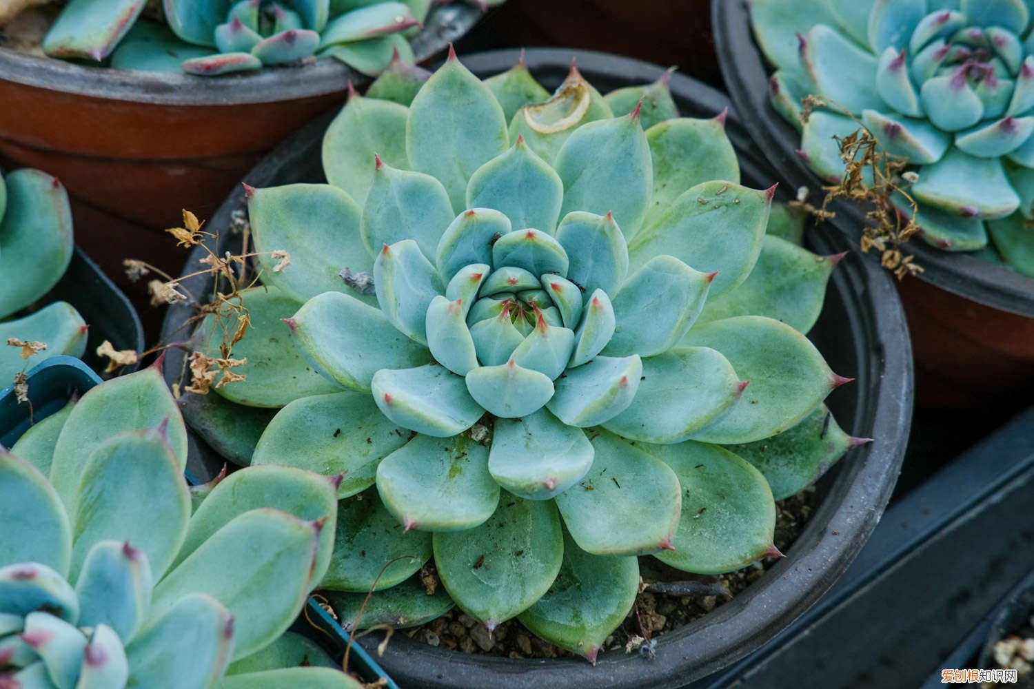 多肉小胖子 中年大叔痴迷多肉，养得比亲儿子还胖！