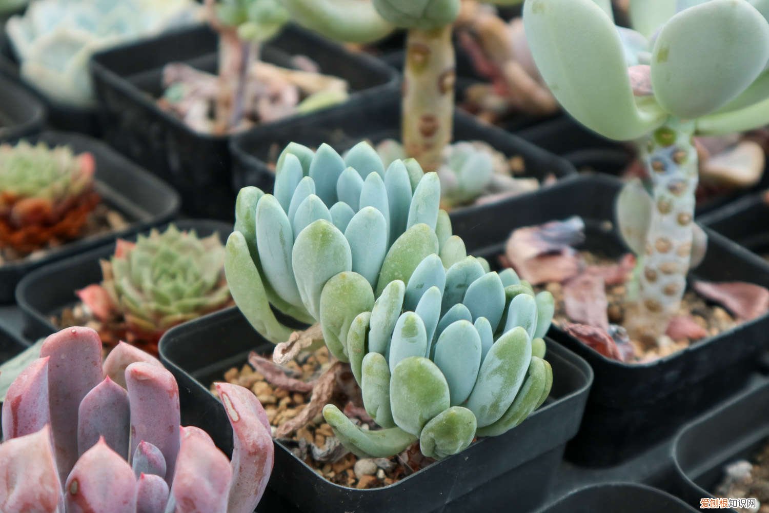 多肉小胖子 中年大叔痴迷多肉，养得比亲儿子还胖！