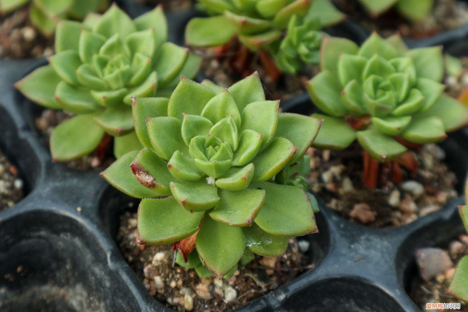 多肉小胖子 中年大叔痴迷多肉，养得比亲儿子还胖！