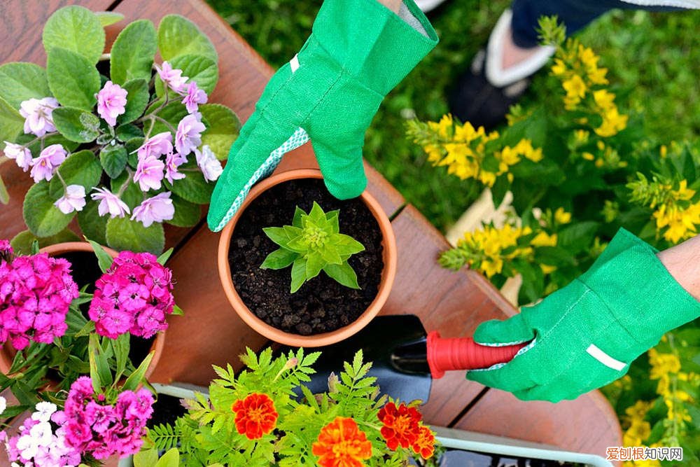 往花的叶子上喷水好吗 这几种花,千万别往叶子上喷水,否则马上死给你看!