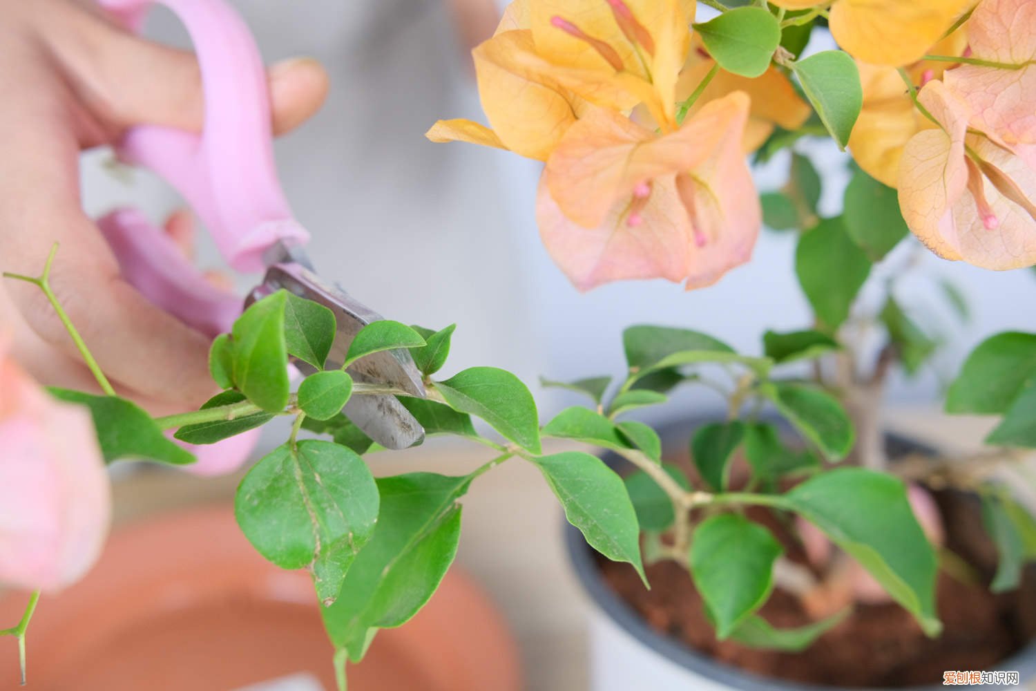 三角梅栽后多久才能缓苗 三角梅怎样缓苗