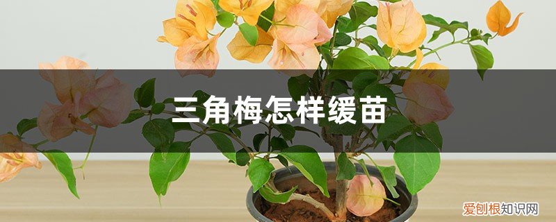 三角梅栽后多久才能缓苗 三角梅怎样缓苗