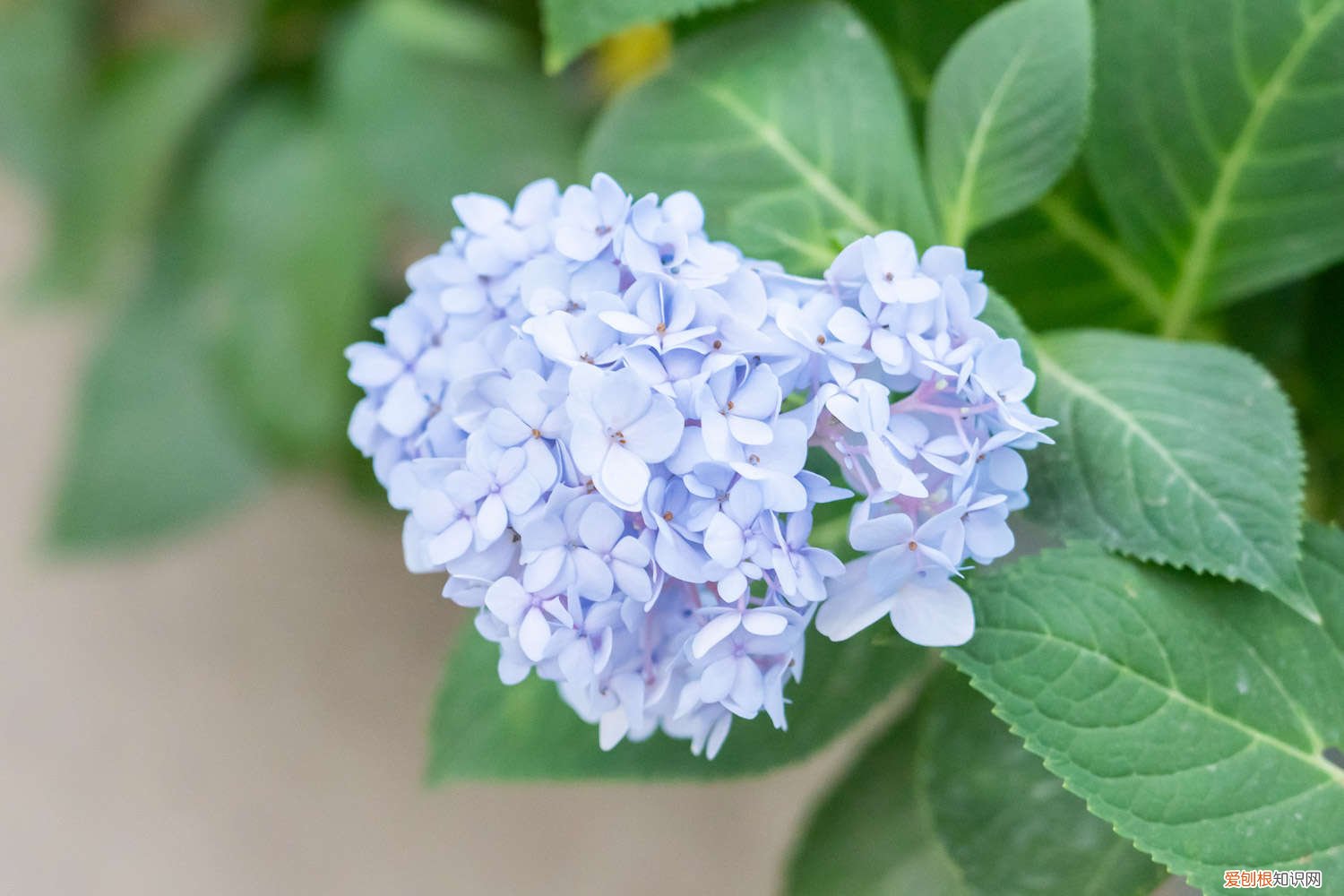 绣球花枝怎么养 室内绣球这么养,剪个枝种十盆,一分钱不花!