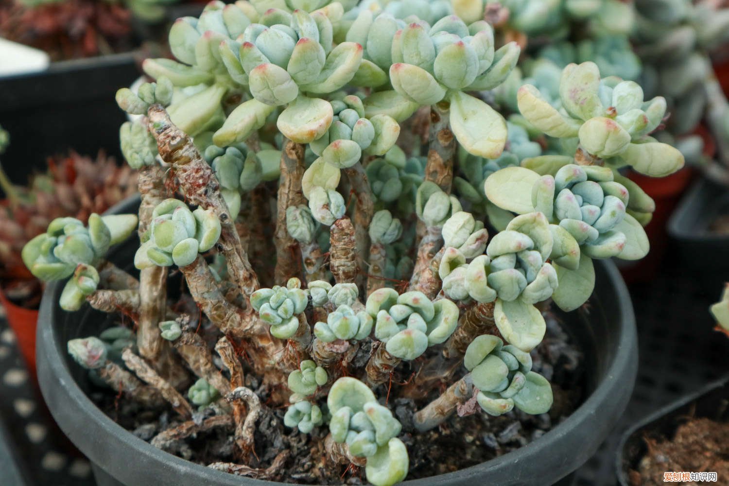 爆盆好养的多肉 这6种多肉，傻子也能养爆盆，叶子肥成大球！
