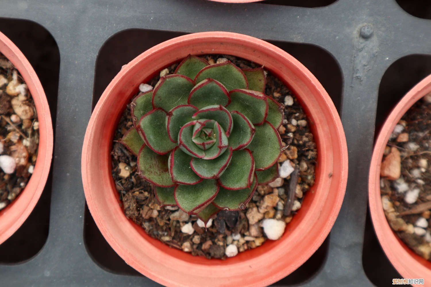 爆盆好养的多肉 这6种多肉，傻子也能养爆盆，叶子肥成大球！