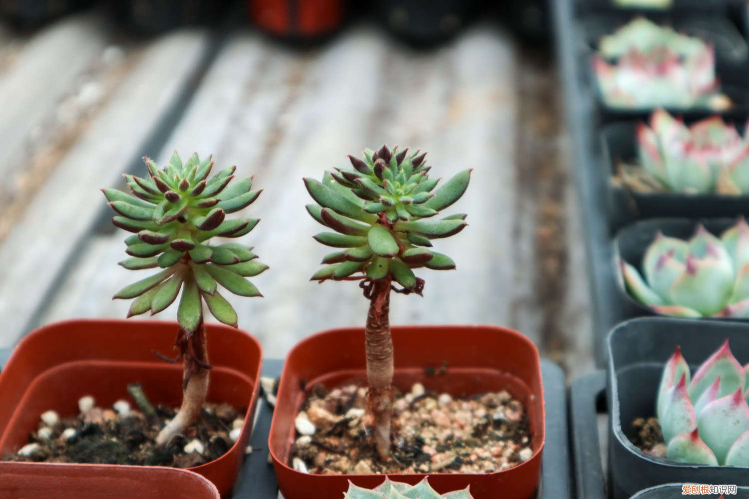 爆盆好养的多肉 这6种多肉，傻子也能养爆盆，叶子肥成大球！