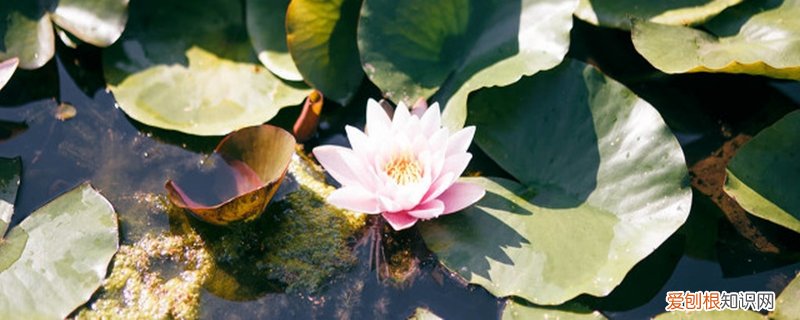 睡莲种子发芽多长才能种 睡莲种子怎么发芽,发芽后怎么种植