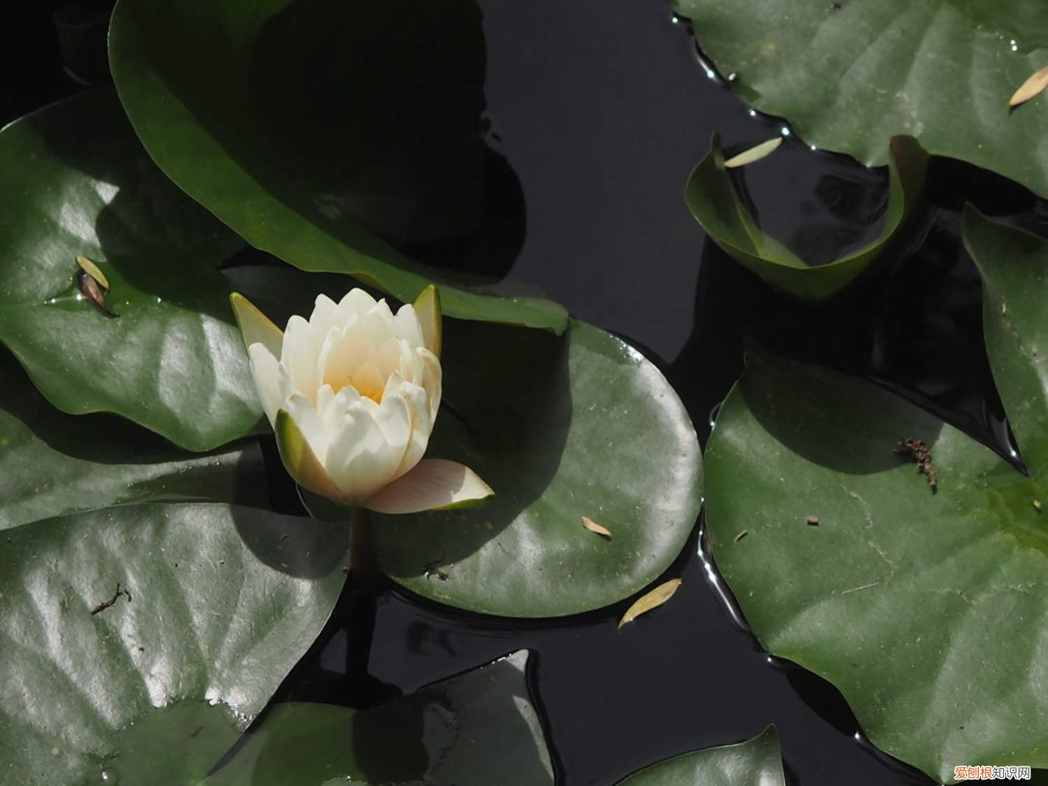 睡莲种子发芽多长才能种 睡莲种子怎么发芽,发芽后怎么种植