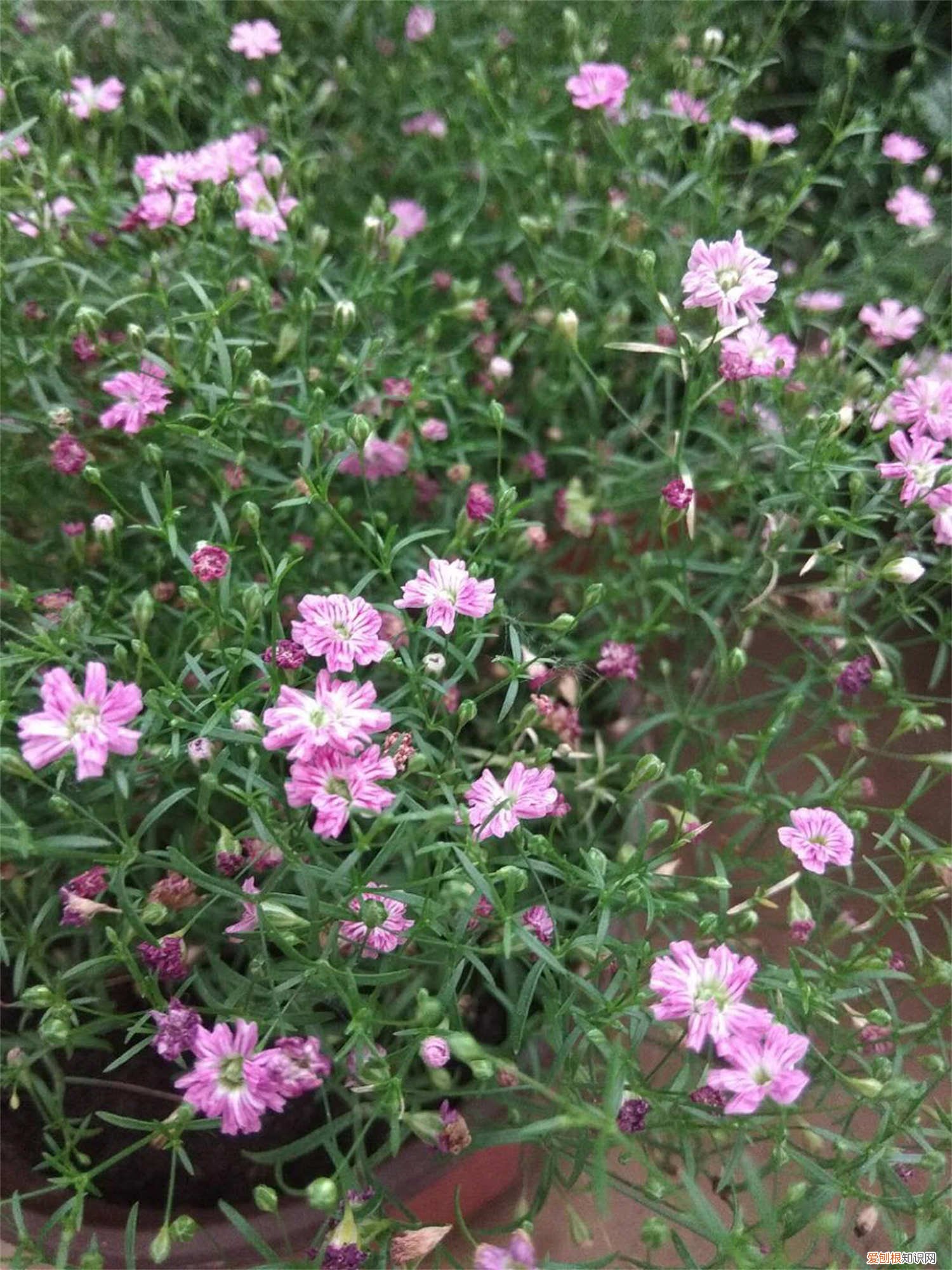 夏季满天星怎么养 满天星夏天怎么养