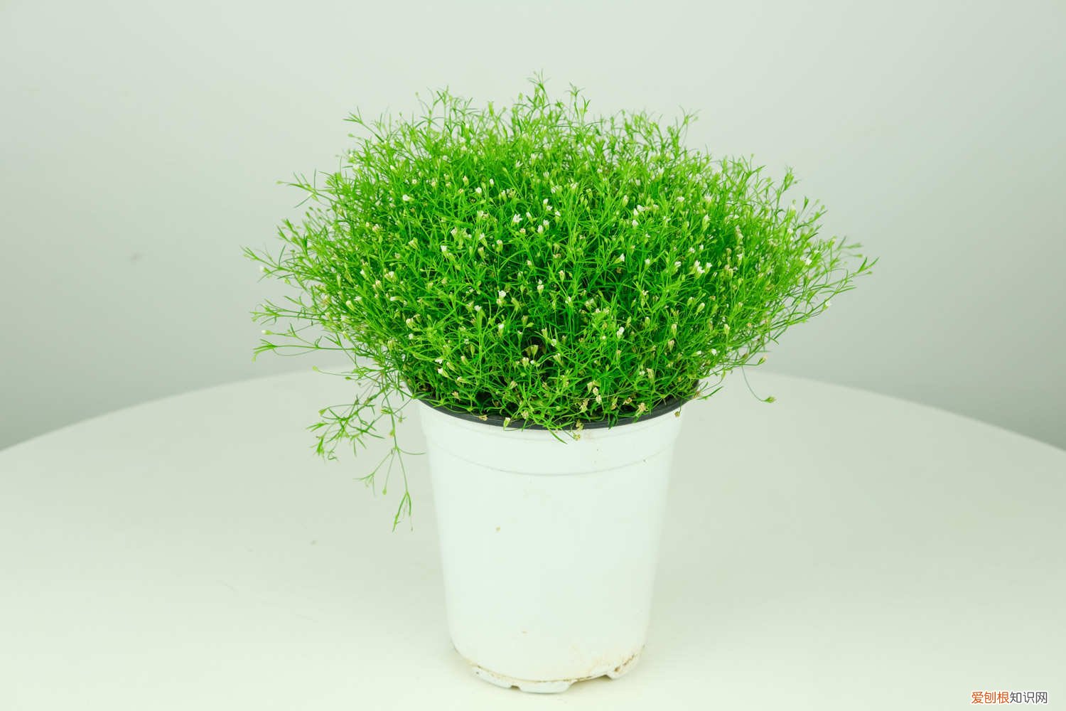 夏季满天星怎么养 满天星夏天怎么养