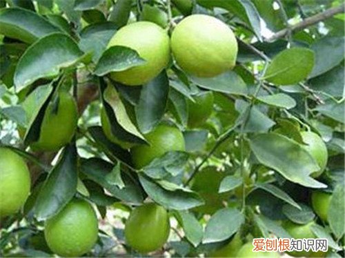 玳玳花的资料大全 玳玳花有副作用吗