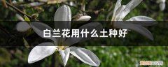 白兰花要用什么土种 白兰花用什么土种好