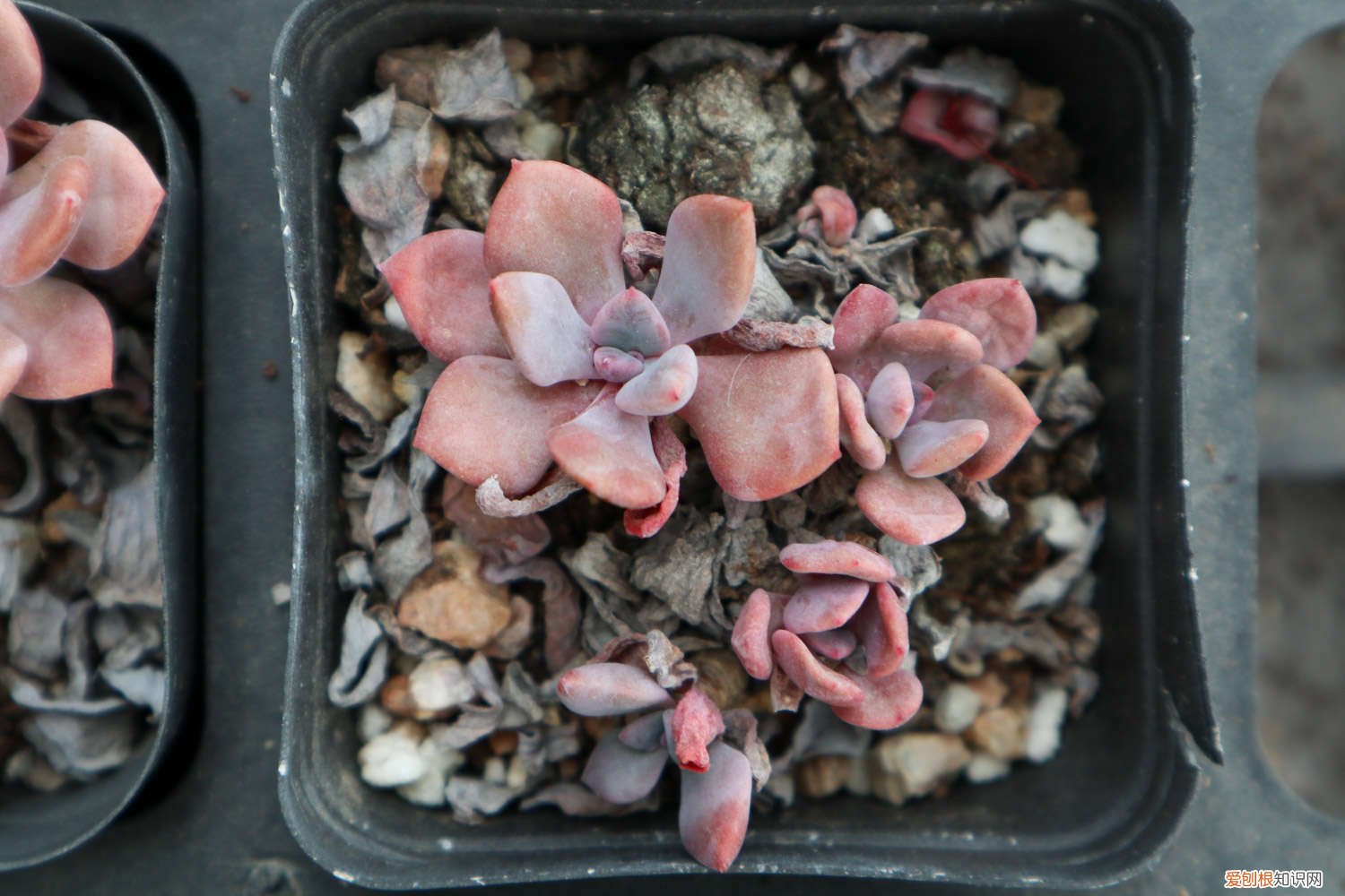 花盆里埋肥肉 多肉盆里塞点它，个个长成肉墩子，胖到爆炸，肥到流油！