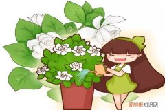 只管浇水 花自然会开 这花一根枝就活，浇水就疯长，叶绿花大香气四溢！