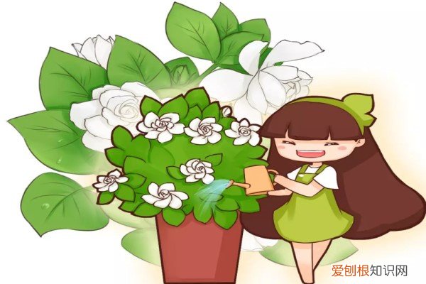 只管浇水 花自然会开 这花一根枝就活,浇水就疯长,叶绿花大香气四溢!