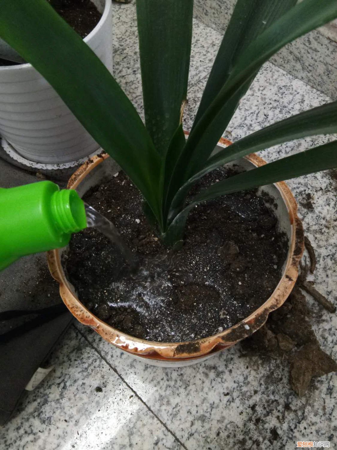 君子兰叶子长长了怎么办 君子兰如何快速长叶