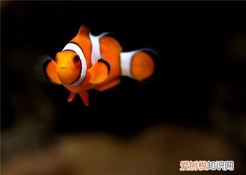 小丑鱼价格是多少 海水鱼养殖技巧有哪些