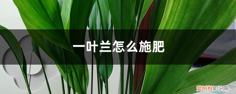 一叶兰应该施什么肥 一叶兰怎么施肥