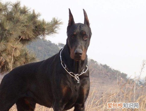 为什么养杜宾的人少 养杜宾人很少的原因