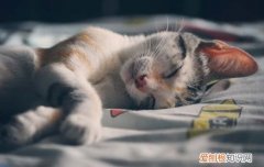 用什么方法给猫洗澡 给猫洗澡的正确方法