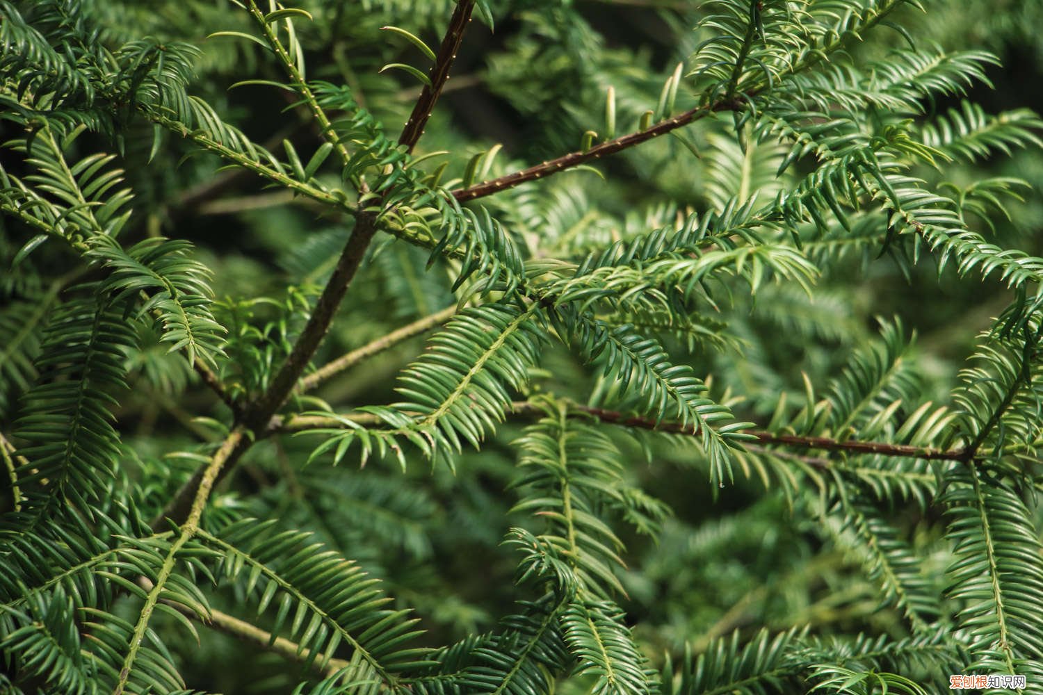 红豆杉用什么土栽培好呢 红豆杉用什么土栽培好