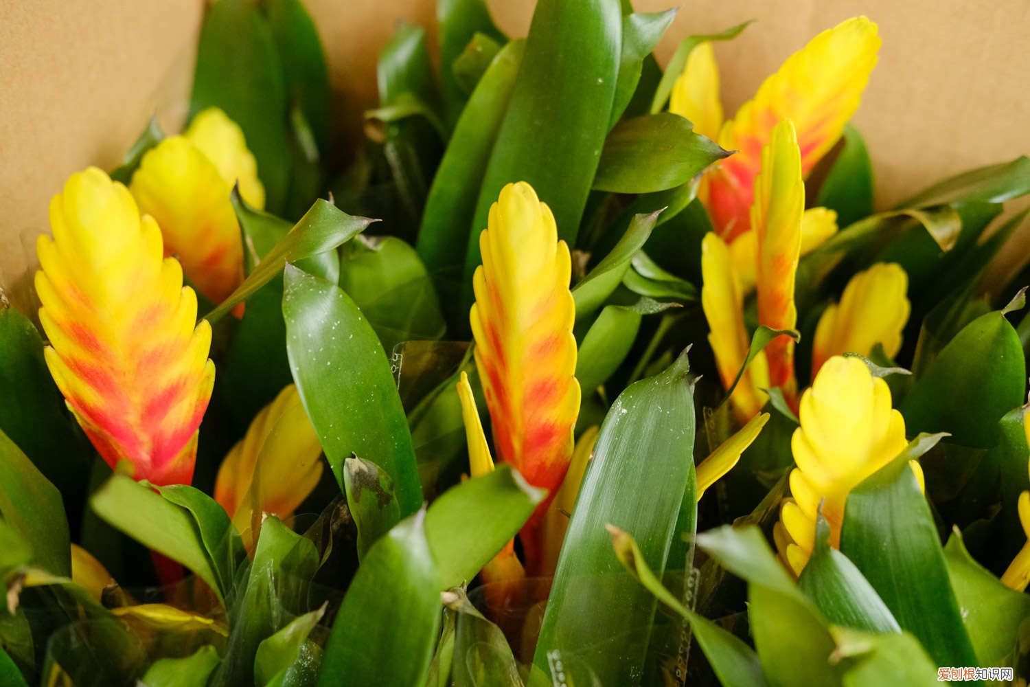 铁兰开花后怎么处理怎么剪 铁兰花开过以后怎么处理，怎么养才能再开花