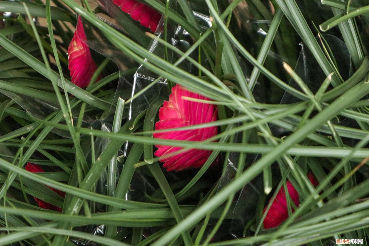 铁兰开花后怎么处理怎么剪 铁兰花开过以后怎么处理，怎么养才能再开花