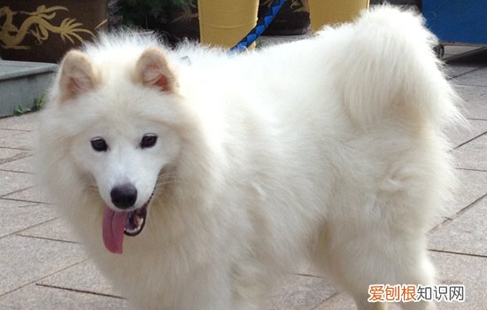 养萨摩耶需要什么常识 养萨摩耶的常识