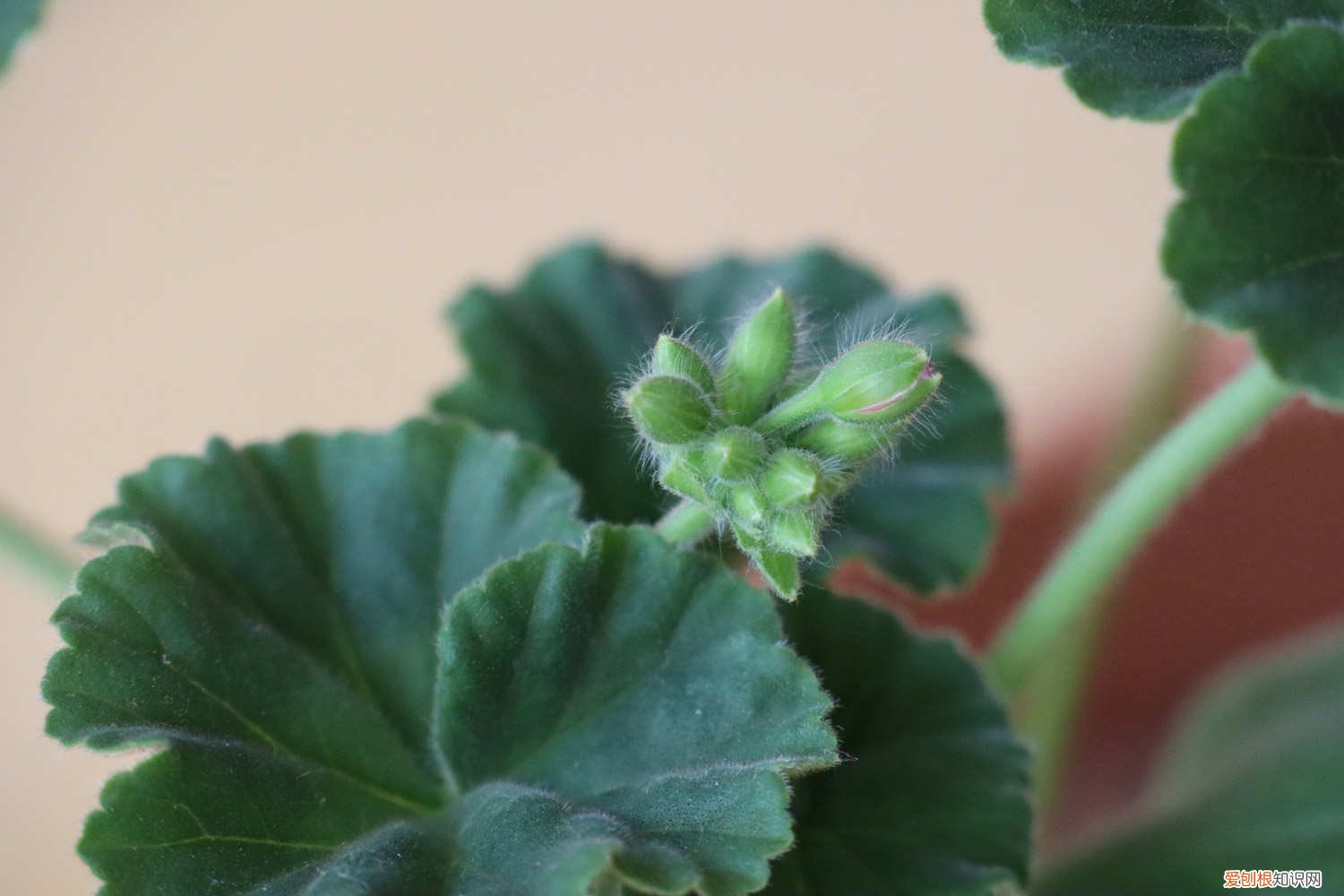 天竺葵什么时间扦插好 天竺葵怎么扦插好活，几月份扦插最好