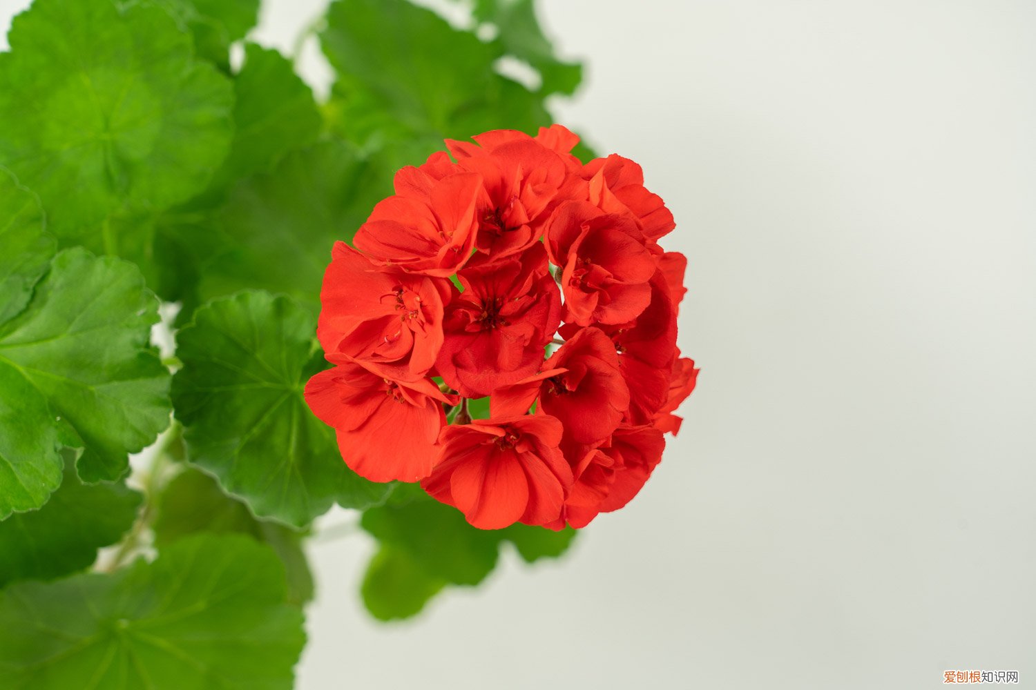 天竺葵什么时间扦插好 天竺葵怎么扦插好活，几月份扦插最好