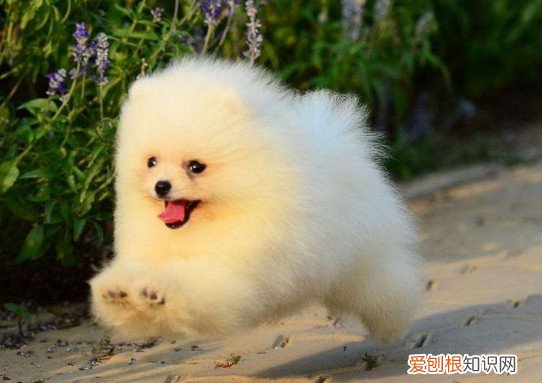 为什么说博美不好养 博美不好养的原因