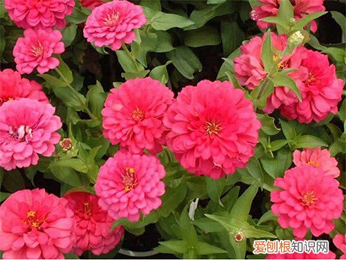 代表友谊的花有哪些朋友生日送几朵花合适